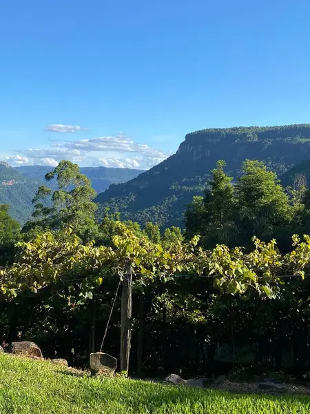 Güneşli bir gökyüzünün altında bir üzüm bağının sükunetini yansıtan güzel bir manzara. Arka planda görkemli dağlarla birlikte yeşil sarmaşıklar uzanıyor ve doğa ile bir barış ve bağ hissi uyandırıyor..