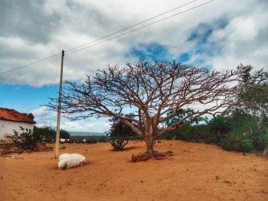 Açıkta dalları olan kuru bir ağaç beyaz bulutlu bulutlu bulutlu bir gökyüzünün altında kurak bir kırsal alanda göze çarpar. Toprak zemin, canlı yeşilliğin yanında basit bir ev içeriyor. Zorlu bir ortamda hayatın mücadelesini ima ediyor..