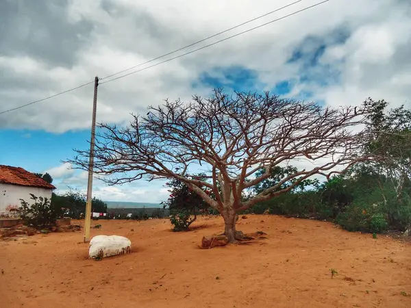 Açıkta dalları olan kuru bir ağaç beyaz bulutlu bulutlu bulutlu bir gökyüzünün altında kurak bir kırsal alanda göze çarpar. Toprak zemin, canlı yeşilliğin yanında basit bir ev içeriyor. Zorlu bir ortamda hayatın mücadelesini ima ediyor..