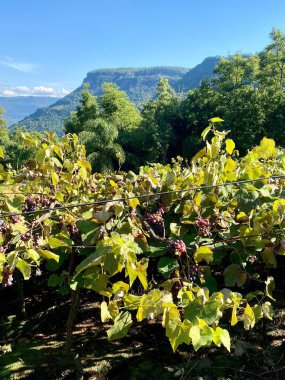 Olgun üzüm bağları, canlı yeşil yapraklar ve açık mavi gökyüzünün altındaki dağlarla dolu etkileyici bir manzara. Sahne, doğal ortamda üzüm yetiştirmenin güzelliğini yakalar..