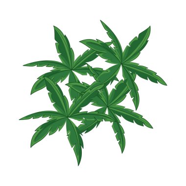 Yeşil palmiye ağacı tropikal güzelliğin ve doğal zarafetin bir sembolüdür. Uzun gövdesi ve gür, yelpaze şekilli ya da tüy gibi yapraklarıyla her türlü yeşil alana ferahlatıcı bir dokunuş ekler..