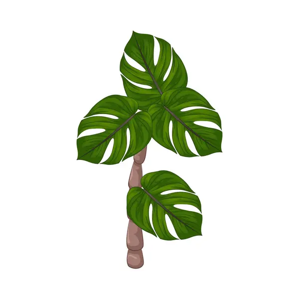 Yeşil palmiye ağacı tropikal güzelliğin ve doğal zarafetin bir sembolüdür. Uzun gövdesi ve gür, yelpaze şekilli ya da tüy gibi yapraklarıyla her türlü yeşil alana ferahlatıcı bir dokunuş ekler..