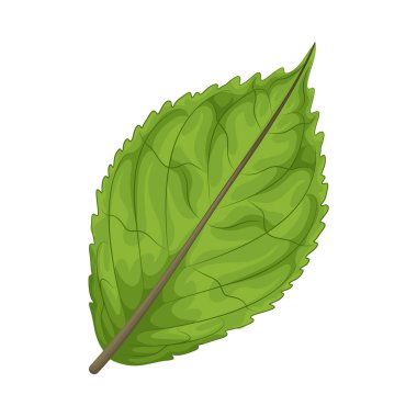 Yeşil yapraklar pürüzsüz yüzeyleriyle taze görünüyor. Zengin yeşil renk sağlık ve canlılığı simgeliyor. Bu da bitkinin geliştiğini gösteriyor..