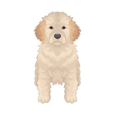 Büyük parlak gözleri olan sevimli ve sevimli bir köpek. Yumuşak kürklü ve sallanan kuyruklu.