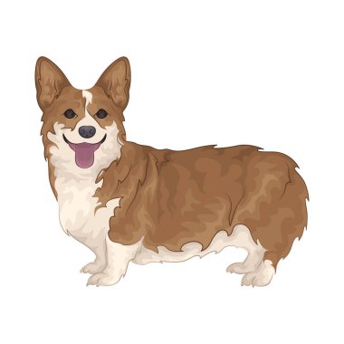 Büyük parlak gözleri olan sevimli ve sevimli bir köpek. Yumuşak kürklü ve sallanan kuyruklu.