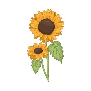 Parlak ve neşeli bir ayçiçeği Parlak sarı yapraklarıyla. 