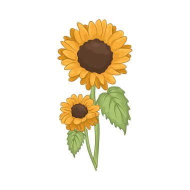 Parlak ve neşeli bir ayçiçeği Parlak sarı yapraklarıyla. 