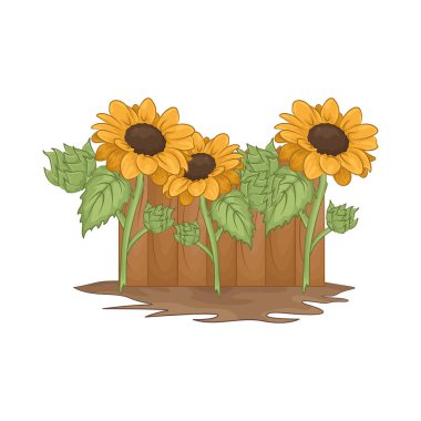 Parlak ve neşeli bir ayçiçeği Parlak sarı yapraklarıyla. 