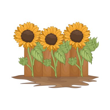 Parlak ve neşeli bir ayçiçeği Parlak sarı yapraklarıyla. 