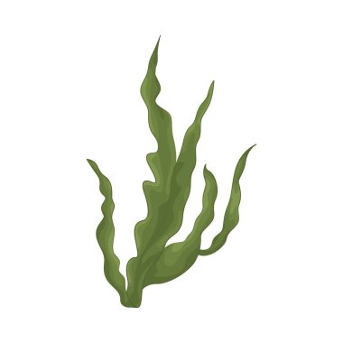 Deniz yosunu yaprakları parlak yeşil, taze ve parlaktır ve sakin bir okyanus akıntısı gibi dalgalanan zarif dalgalı kenarları vardır..