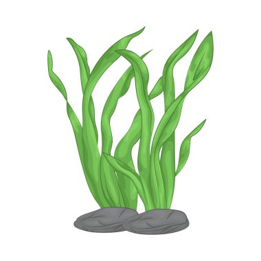 Deniz yosunu yaprakları parlak yeşil, taze ve parlaktır ve sakin bir okyanus akıntısı gibi dalgalanan zarif dalgalı kenarları vardır..