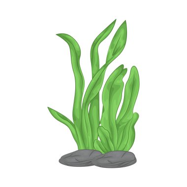 Deniz yosunu yaprakları parlak yeşil, taze ve parlaktır ve sakin bir okyanus akıntısı gibi dalgalanan zarif dalgalı kenarları vardır..