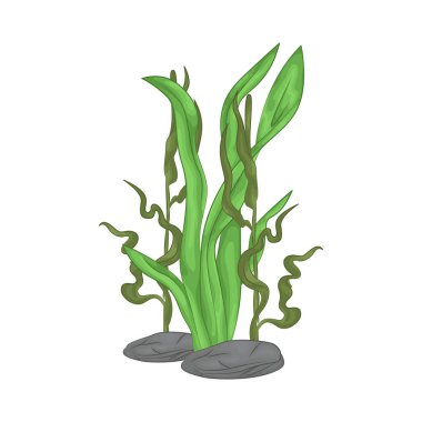 Deniz yosunu yaprakları parlak yeşil, taze ve parlaktır ve sakin bir okyanus akıntısı gibi dalgalanan zarif dalgalı kenarları vardır..