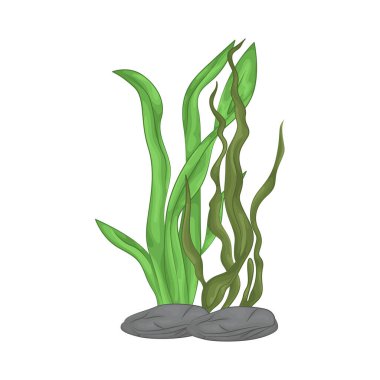 Deniz yosunu yaprakları parlak yeşil, taze ve parlaktır ve sakin bir okyanus akıntısı gibi dalgalanan zarif dalgalı kenarları vardır..