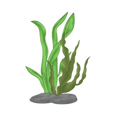 Deniz yosunu yaprakları parlak yeşil, taze ve parlaktır ve sakin bir okyanus akıntısı gibi dalgalanan zarif dalgalı kenarları vardır..