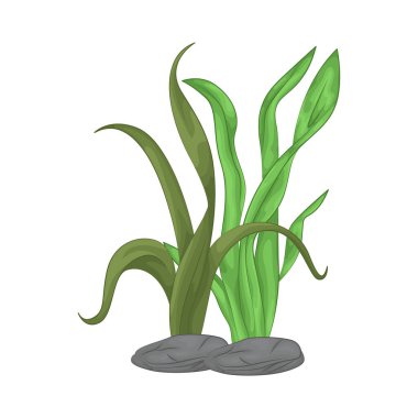 Deniz yosunu yaprakları parlak yeşil, taze ve parlaktır ve sakin bir okyanus akıntısı gibi dalgalanan zarif dalgalı kenarları vardır..