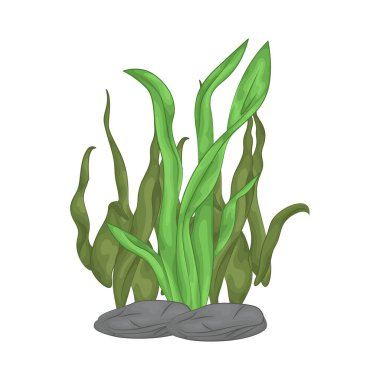 Deniz yosunu yaprakları parlak yeşil, taze ve parlaktır ve sakin bir okyanus akıntısı gibi dalgalanan zarif dalgalı kenarları vardır..