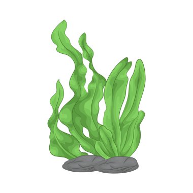 Deniz yosunu yaprakları parlak yeşil, taze ve parlaktır ve sakin bir okyanus akıntısı gibi dalgalanan zarif dalgalı kenarları vardır..