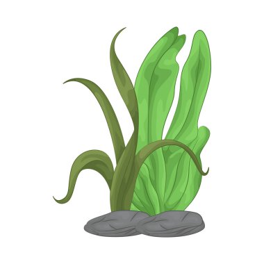 Deniz yosunu yaprakları parlak yeşil, taze ve parlaktır ve sakin bir okyanus akıntısı gibi dalgalanan zarif dalgalı kenarları vardır..