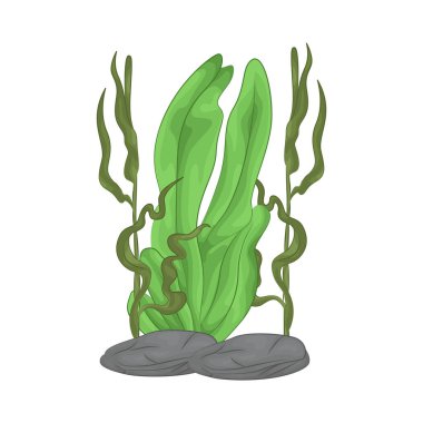 Deniz yosunu yaprakları parlak yeşil, taze ve parlaktır ve sakin bir okyanus akıntısı gibi dalgalanan zarif dalgalı kenarları vardır..