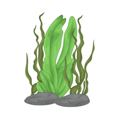 Deniz yosunu yaprakları parlak yeşil, taze ve parlaktır ve sakin bir okyanus akıntısı gibi dalgalanan zarif dalgalı kenarları vardır..