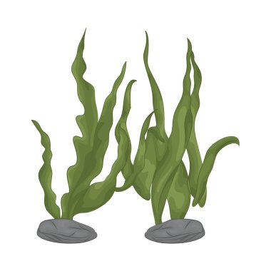 Deniz yosunu yaprakları parlak yeşil, taze ve parlaktır ve sakin bir okyanus akıntısı gibi dalgalanan zarif dalgalı kenarları vardır..