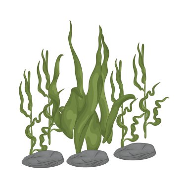 Deniz yosunu yaprakları parlak yeşil, taze ve parlaktır ve sakin bir okyanus akıntısı gibi dalgalanan zarif dalgalı kenarları vardır..