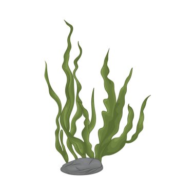 Deniz yosunu yaprakları parlak yeşil, taze ve parlaktır ve sakin bir okyanus akıntısı gibi dalgalanan zarif dalgalı kenarları vardır..