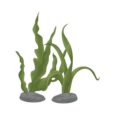 Deniz yosunu yaprakları parlak yeşil, taze ve parlaktır ve sakin bir okyanus akıntısı gibi dalgalanan zarif dalgalı kenarları vardır..