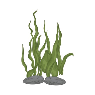 Deniz yosunu yaprakları parlak yeşil, taze ve parlaktır ve sakin bir okyanus akıntısı gibi dalgalanan zarif dalgalı kenarları vardır..