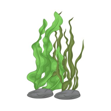 Deniz yosunu yaprakları parlak yeşil, taze ve parlaktır ve sakin bir okyanus akıntısı gibi dalgalanan zarif dalgalı kenarları vardır..