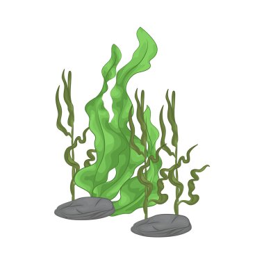 Deniz yosunu yaprakları parlak yeşil, taze ve parlaktır ve sakin bir okyanus akıntısı gibi dalgalanan zarif dalgalı kenarları vardır..