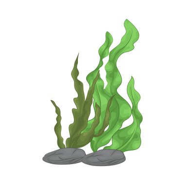 Deniz yosunu yaprakları parlak yeşil, taze ve parlaktır ve sakin bir okyanus akıntısı gibi dalgalanan zarif dalgalı kenarları vardır..