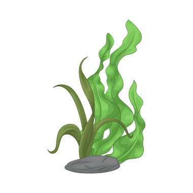 Deniz yosunu yaprakları parlak yeşil, taze ve parlaktır ve sakin bir okyanus akıntısı gibi dalgalanan zarif dalgalı kenarları vardır..