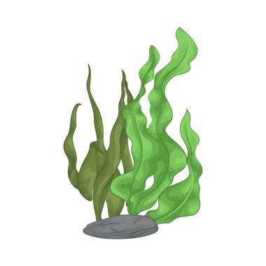 Deniz yosunu yaprakları parlak yeşil, taze ve parlaktır ve sakin bir okyanus akıntısı gibi dalgalanan zarif dalgalı kenarları vardır..