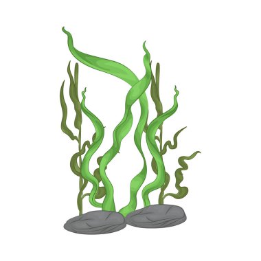 Deniz yosunu yaprakları parlak yeşil, taze ve parlaktır ve sakin bir okyanus akıntısı gibi dalgalanan zarif dalgalı kenarları vardır..