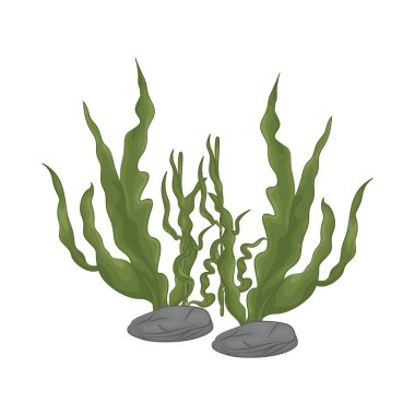 Deniz yosunu yaprakları parlak yeşil, taze ve parlaktır ve sakin bir okyanus akıntısı gibi dalgalanan zarif dalgalı kenarları vardır..