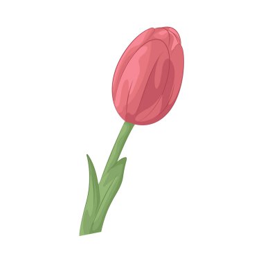 A Tulip is a smooth, cup-shaped flower representing perfect love and elegance, available in a wide range of colors and often associated with spring.