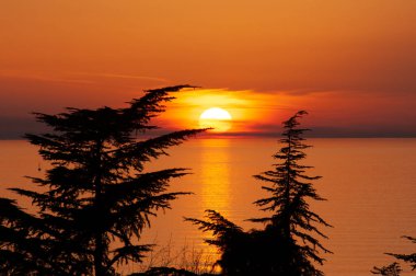 Deniz manzarası. Gün batımı ağaçların siluetiyle denizde. Açık hava manzarası. Ufuk çizgisi kopyalama alanı. Yüksek kalite, yatay fotoğraf