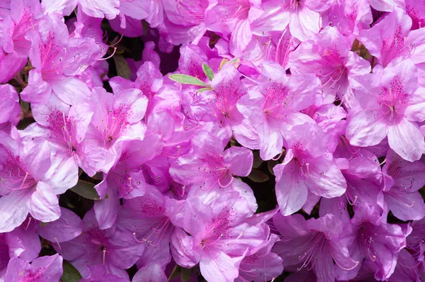 Pembe açelya çiçekleri, gün, bahar, yaz. Kapat, kopyala alanı, yüksek kaliteli yatay fotoğraf