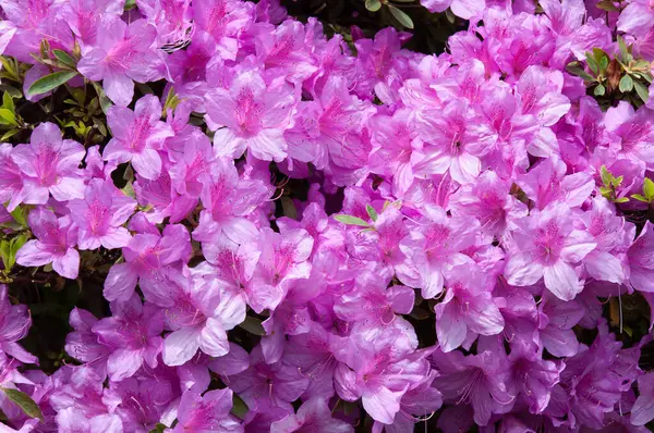 Pembe açelya çiçekleri, gün, bahar, yaz. Kapat, kopyala alanı, yüksek kaliteli yatay fotoğraf