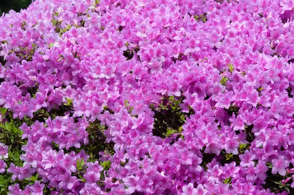 Pembe açelya çiçekleri, gün, bahar, yaz. Kapat, kopyala alanı, yüksek kaliteli yatay fotoğraf