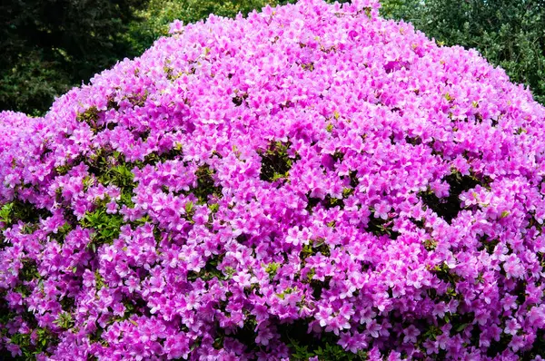 Pembe açelya çiçekleri, gün, bahar, yaz. Kapat, kopyala alanı, yüksek kaliteli yatay fotoğraf