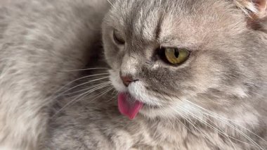 Kapat İskoç Gri kedisini Dili dışarıda otururken, komik bir hayvan anı. 