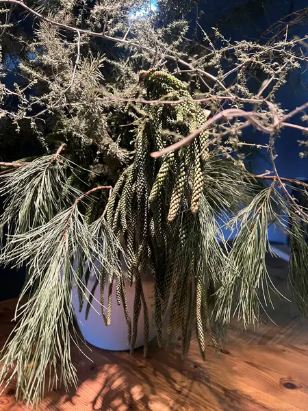 Yumuşak iç aydınlatmada iğne ve koni bulunan çam dallarına yakın çekim. 