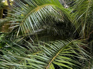 Palmiye yapraklarından oluşan kalın bir tepe örtüsü ve canlı bir tropikal ortamda örtüşen orman yeşilliği..