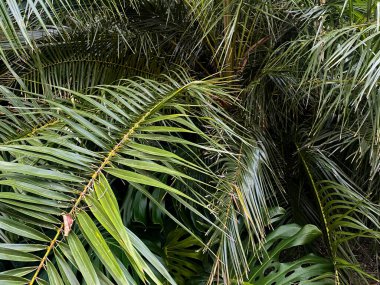 Palmiye yapraklarından oluşan kalın bir tepe örtüsü ve canlı bir tropikal ortamda örtüşen orman yeşilliği..