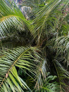 Palmiye yapraklarından oluşan kalın bir tepe örtüsü ve canlı bir tropikal ortamda örtüşen orman yeşilliği..