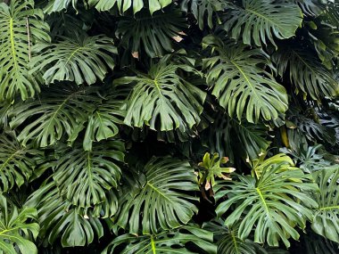 Büyük, yeşil Monstera deliciosa yoğun bir grup düşük ışık altında yapraklar dramatik delikler ve doku vurguluyor.