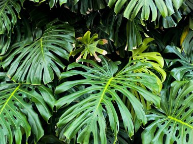 Büyük, yeşil Monstera deliciosa yoğun bir grup düşük ışık altında yapraklar dramatik delikler ve doku vurguluyor.